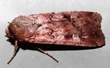 bogong moth