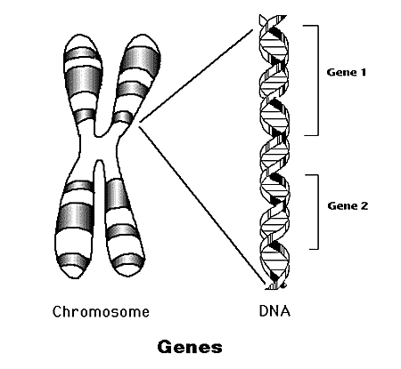 gene diagram (link for source) Gene diagram (http://www.accessexcellence.org/RC/VL/GG/genes.html)