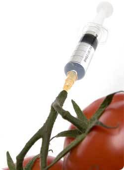 syringe tomato
