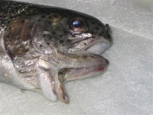mutant fish