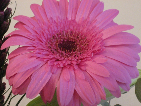 Post image for Gerbera