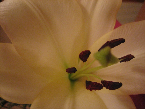 Lily with Stigma