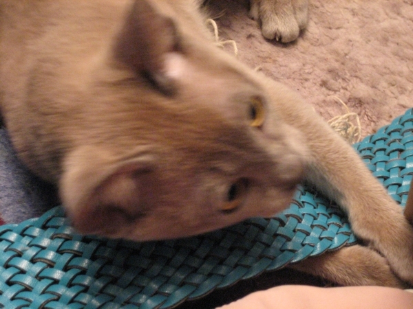 Rocco and blue
