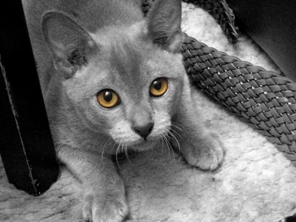 Eye of Rocco