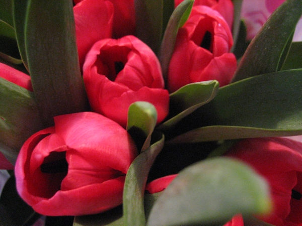 Tulips