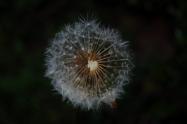 Fine and Dandy