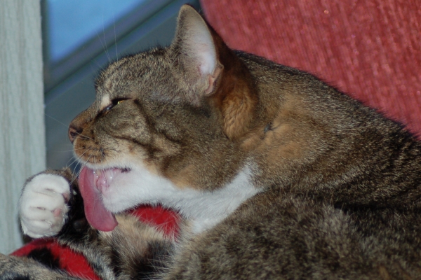 Post image for Tonguing