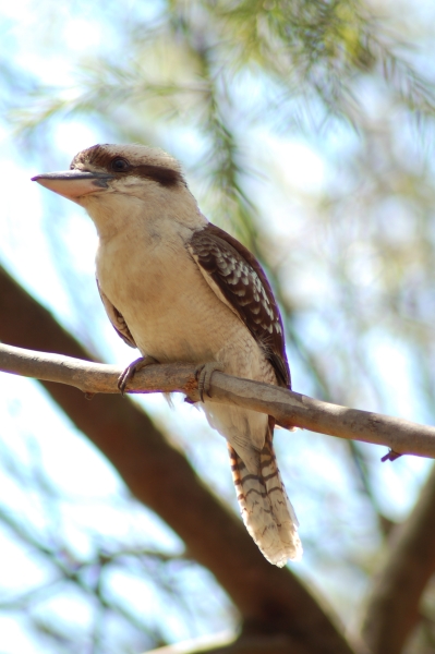 Kookaburra