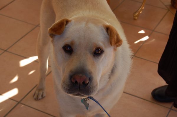 Post image for Dogs are cool!