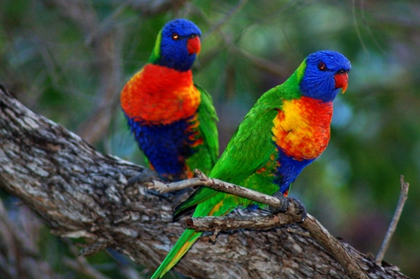 2 in a tree