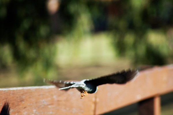 Post image for Bird’s tail