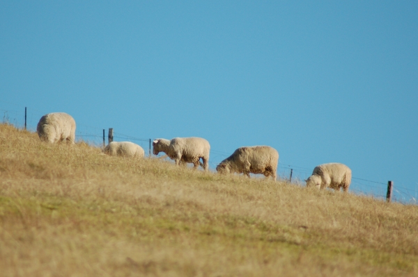 3 Sheep