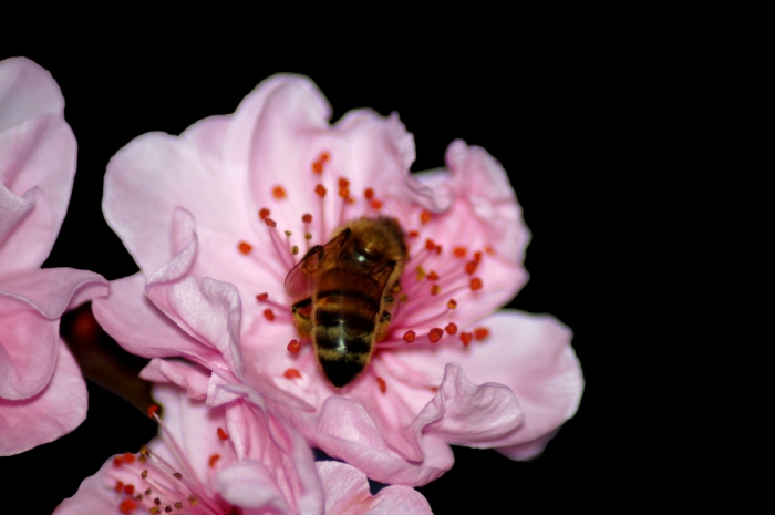 Post image for Bee on Blossom