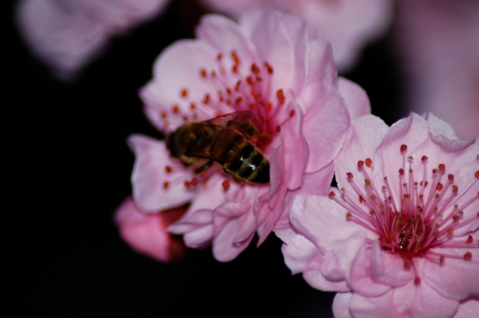 Bee on a blossom