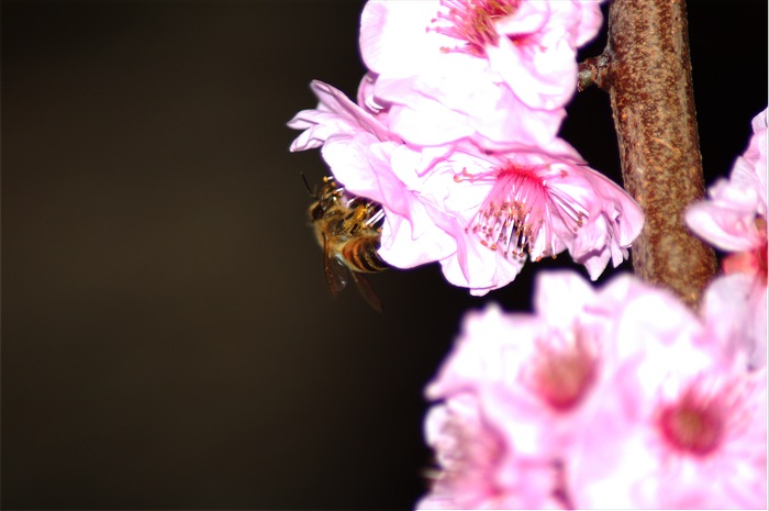Buzzing blossoms