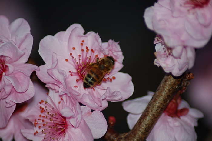 Bee and blossom: take 4