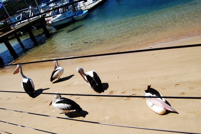 Post image for Hip Pelicans