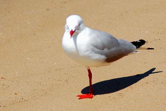 Leggie