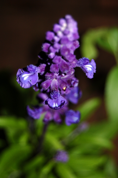 20071213124856_purple-flower.jpg