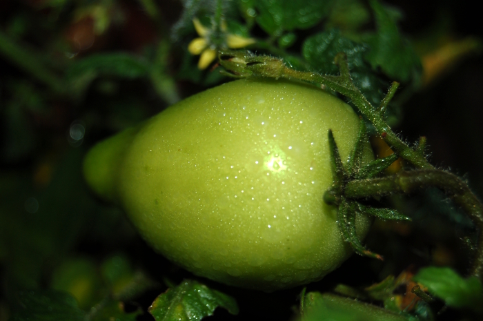 Baby Roma Tomato