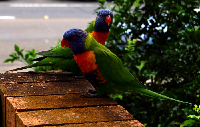 Post image for Love birds
