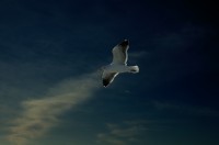 Golden Gate Seagull