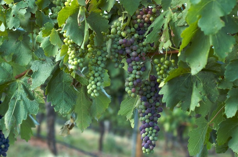 Post image for Grape anyone?