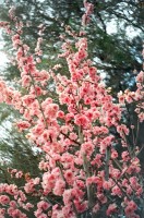 Cherry Blossoms Cherry Blossoms