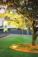 Favourite tree at UNSW Favourite tree at UNSW