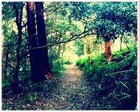 Bush path Bush path