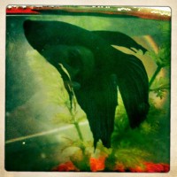 Fighting Fish